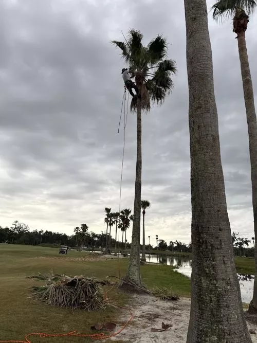 Nick is very professional and efficient. He has done several tree removals for us. We have been very happy with him. 