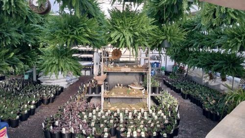  alt='I live this nursery! Packed full of goodies for our zone and if they don’t have it, they will try to order it for you'