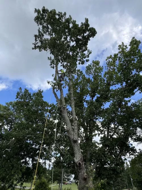 We contacted FLS after our HOA complained about a wild maple that grew in our yard