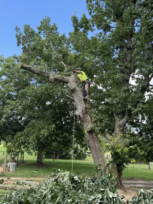 If you’re looking for a tree company that actually does what they promise, I highly recommend FLS Tree Service in Flowery