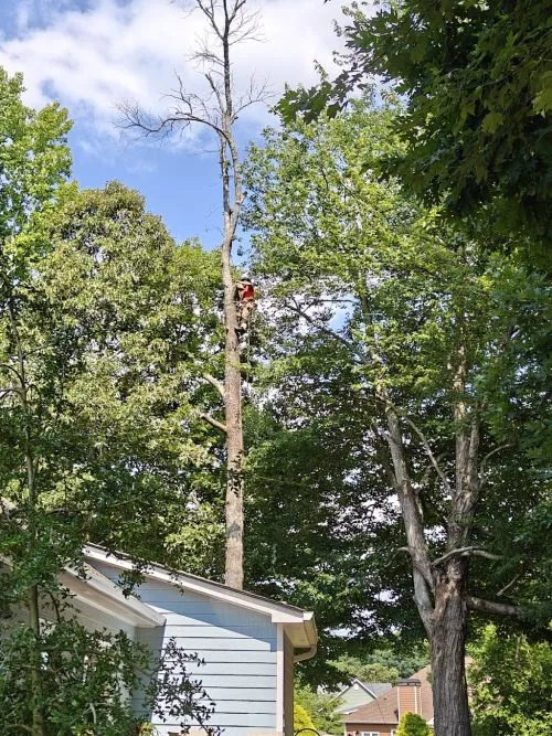 Nick & his crew did an Outstanding job removing 3 trees from my property