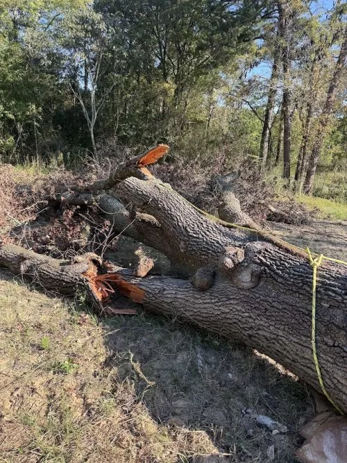 We had such a great experience with Chris and his team. They did such a great job removing several trees from our back yard