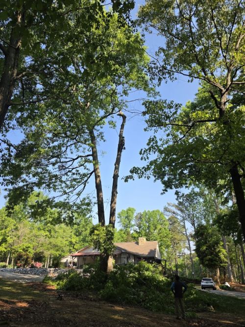  alt='We had 2 dead trees. One was really close to our fence and the neighbors house. We wanted that tree down immediately'