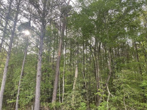  alt='We had a dead tree along our property and asked if Ziegler Tree Services could come and evaluate in Gwinnett'