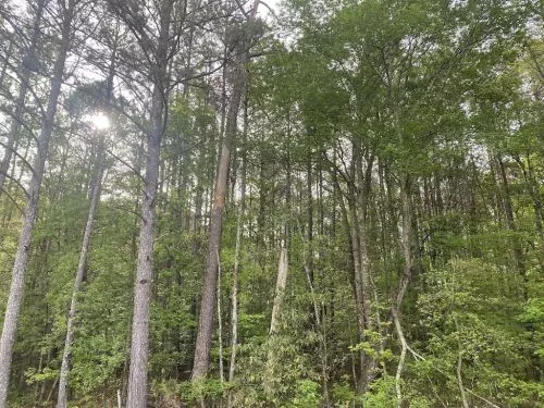 Brian took the time to walk our property - which is 5 mountainside acres - and was able to assess all of our trees and