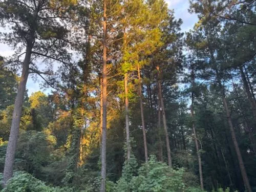 We had a dead tree along our property and asked if Ziegler Tree Services could come and evaluate in Gwinnett