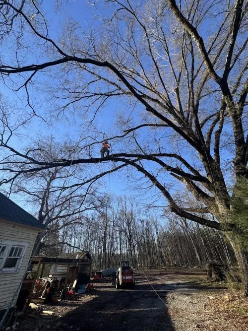 Extremely pleased and thankful for the work Hodward"s Tree Service did for me