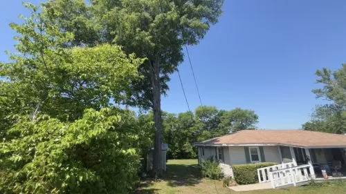 We had a very big oak tree that we needed taken care. I called a few different companies, and BTS gave us the most
