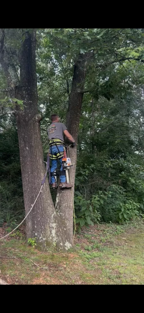 We had several trees removed and a big tree that was hanging over our house cleaned up