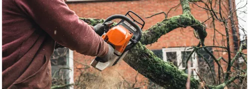 Incredible professional service. Cortez Tree Removal gets the job done quickly and pays close attention to detail