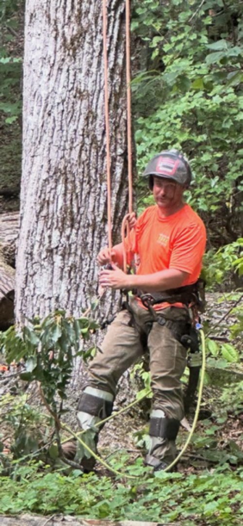  alt='⭐⭐⭐⭐⭐ I cannot recommend this tree service enough! From start to finish, they were professional, reliable, and incredibly'