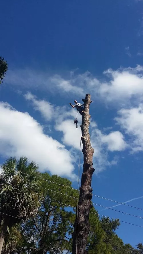 We had a cat stuck in a tree in our neighborhood at Sanctuary Cove and our government would not address the issue