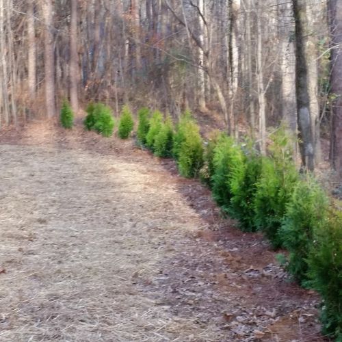  alt='Great communicator! Delivered 6 trees to my home in Evans, GA! Can’t wait to have them planted and watch them grow!'