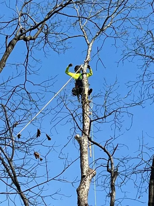 Restoration Tree Care went through the tops of every tree in our property