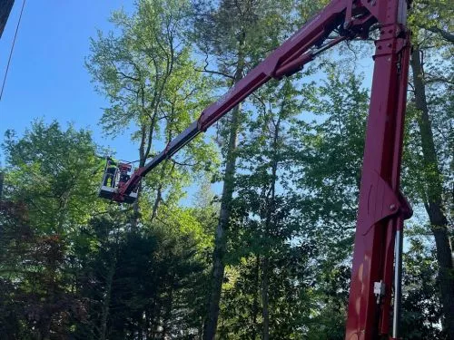 They did a great job removing a big sweetgum and a pine tree from the backyard