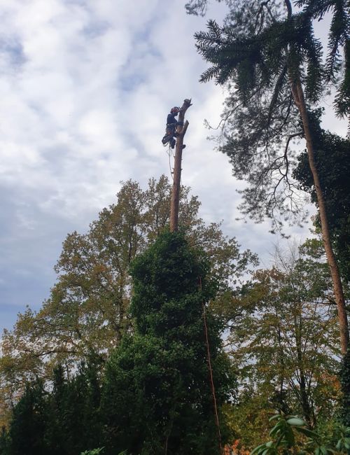  alt='I cannot recommend The Tree Meisters enough! This project actually started with having a tree stump removed'
