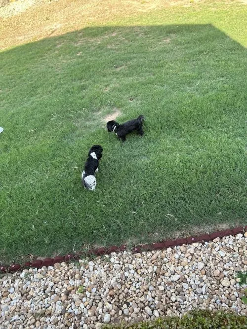 We have been with Turf Magic for several years, and they have consistently met or exceeded our expectations