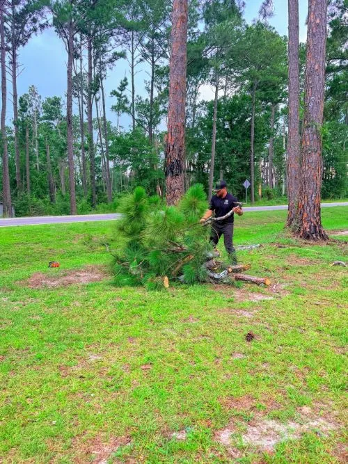Ethan did a great job trimming large oak tree in front yard, he is dependable, reasonably priced and does a fantastic job