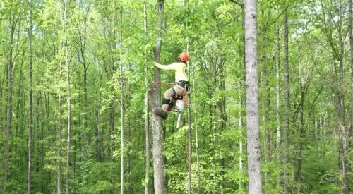 Nick and his crew showed up on time and did a great job. They did a heavy trim on several mature trees and removed another