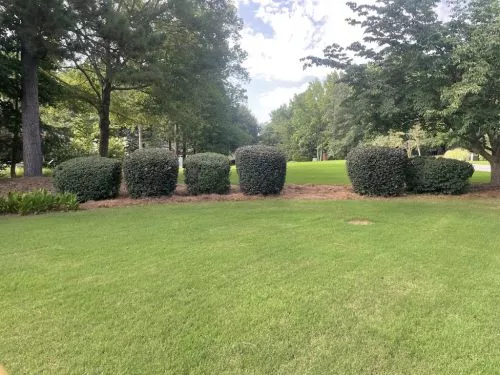 The service was great! Timely, fair price, and my yard looks fantastic!  Definitely my go to!