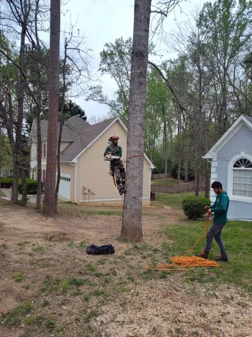 I was in desperate of having my large trees cut down. I called the company with an hour