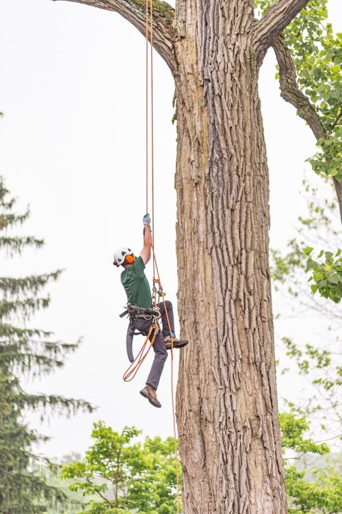  alt='It was a pleasure working with North America Tree Removal service, again'