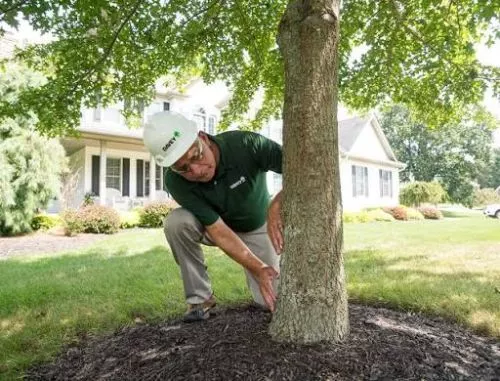 Their Urgent Tree Removal is fast and reliable, and their Cutting and Trimming services really keep my property looking