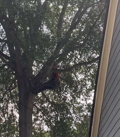  alt='We had a great experience with Pierson Tree Solutions from start to finish'