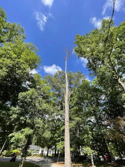 Excellent experience, Luke came and removed a tree that had me worried
