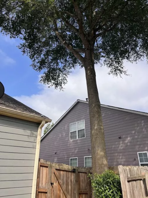 Had this company come out and cut down a huge oak tree. Their communication and their work were top notch all the way