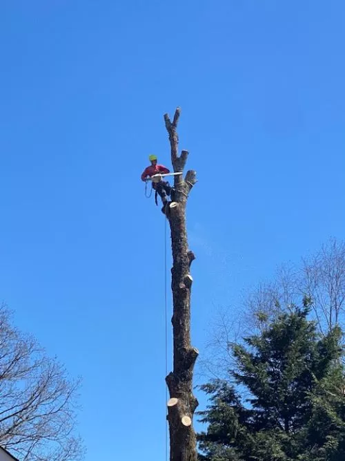 I had tried several places to come cut the tree out of my roof. I used the BBB