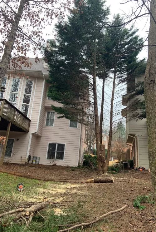 Atlanta United Tree service was working in a neighbors yard on a large tree removal and I stopped to ask if they could look