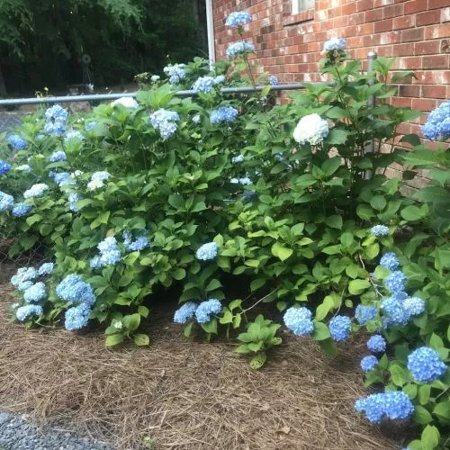 This company I would highly recommend. Their friendly oriented. Steven fertilizes my yard and is very knowledgeable and