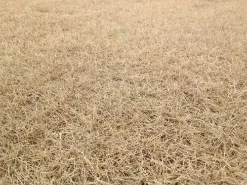 After trying a bunch of big-name companies that just didn’t live up to the hype, I finally found-Absolute Green Landscaping