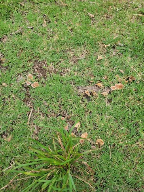 I"ve been very disappointed by this company. After 11 months of treatments, there are mushrooms and weeds growing in my