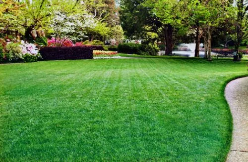 I"ve been extremely pleased with the quality and consistency of Absolute Green
