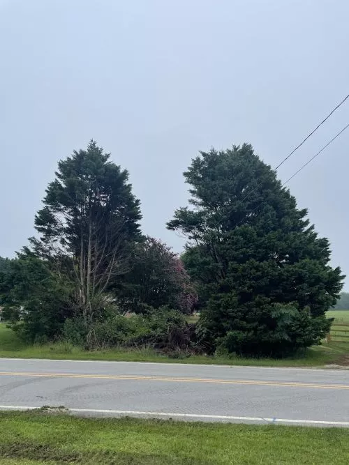 This is our second time using Cross Cut Trees, and each time they have done a fantastic job