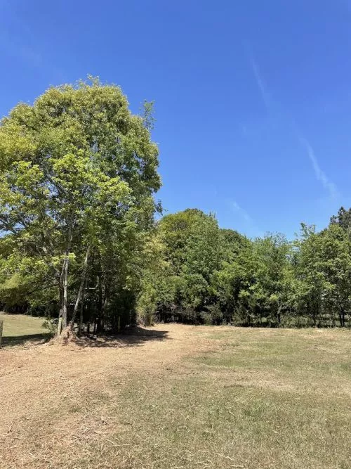 I had the pleasure of working with Cross cut trees and Land clearing and they did a fantastic job with clearing land