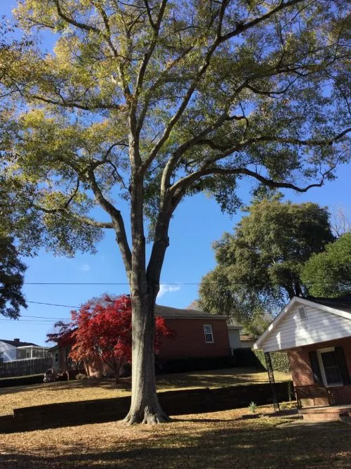 Greg"s team did a wonderful job in cutting tree limbs hanging over my roof and drive