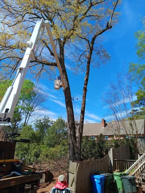 Good Morning Columbus, GA. A short commentary with an excellent recommendation for a Tree Removal Company