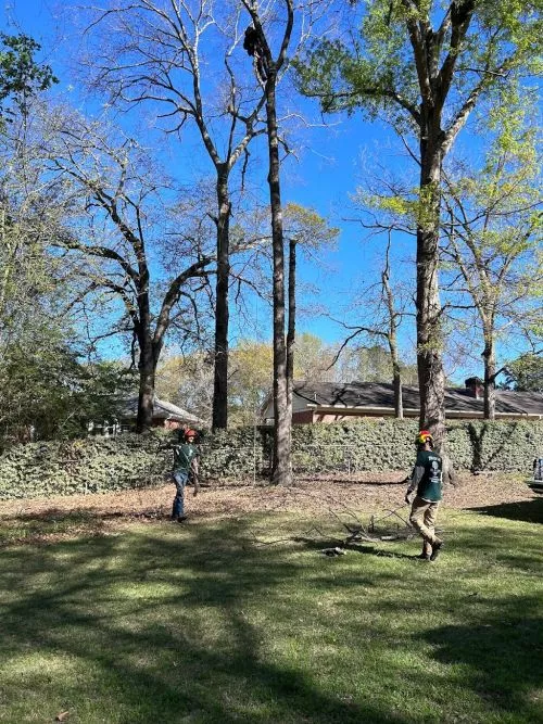 Joe and his team were incredible. We had so much fun watching the tree climber. The crew left our yard all clean and neat