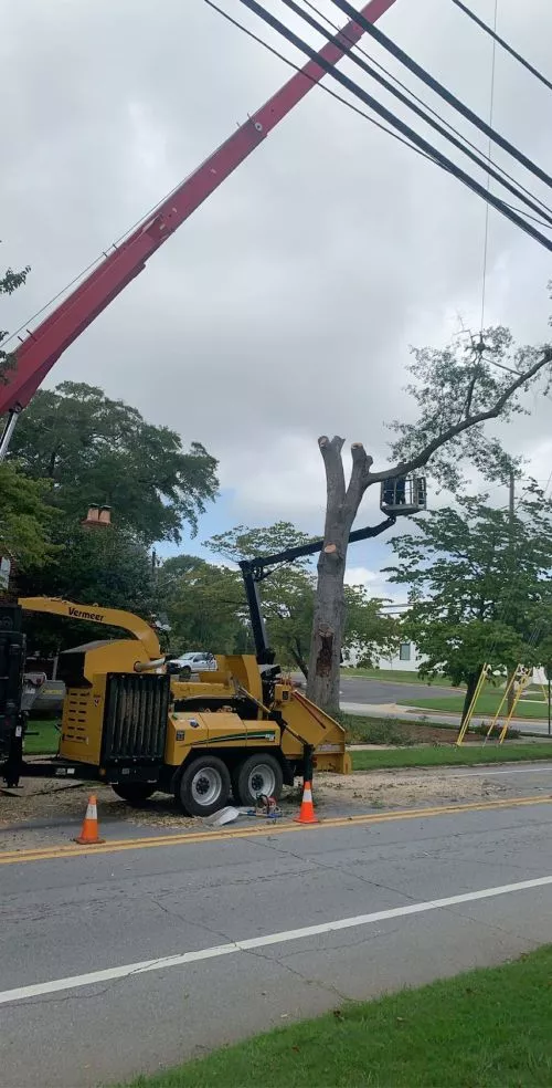 I had noticed great reviews of this company, and decided to choose them to remove and trim some dead dogwoods, as well as a