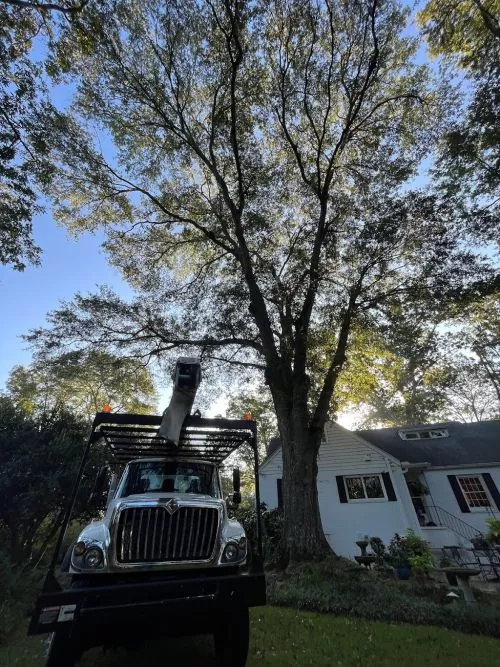 Amazing service. Great communication. Great value. They removed 8 large trees from my property