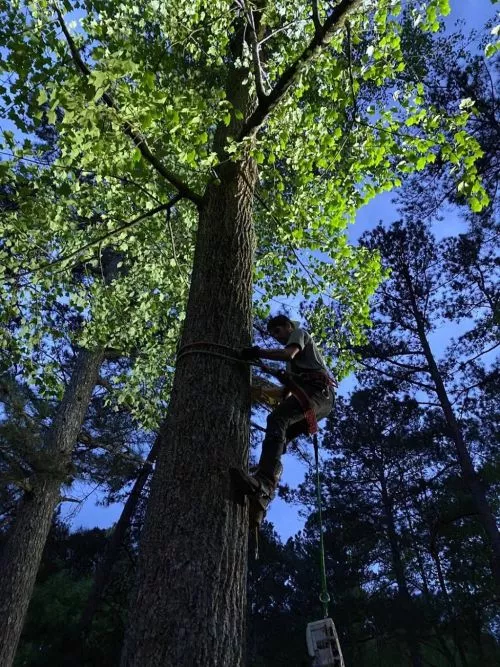 Bobby and his crew arrived on time, worked quickly and safely, and removed a huge tree from our property