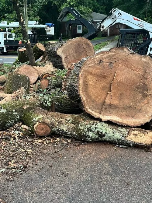 Bobby and his crew were just out for another tree service job and I"m as happy as can be