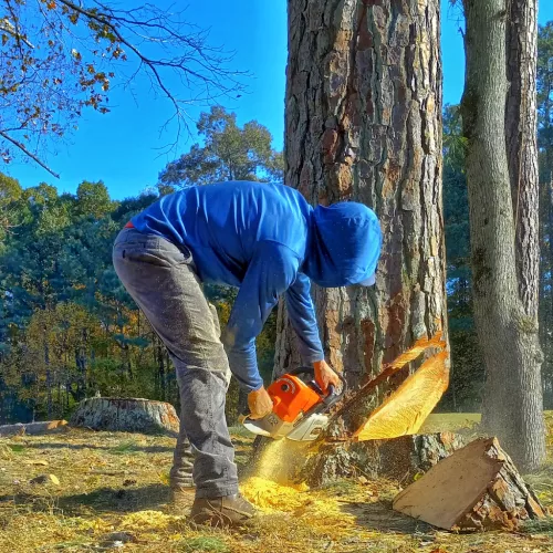 Do not waste your time. We were scheduled to have a tree removed last week