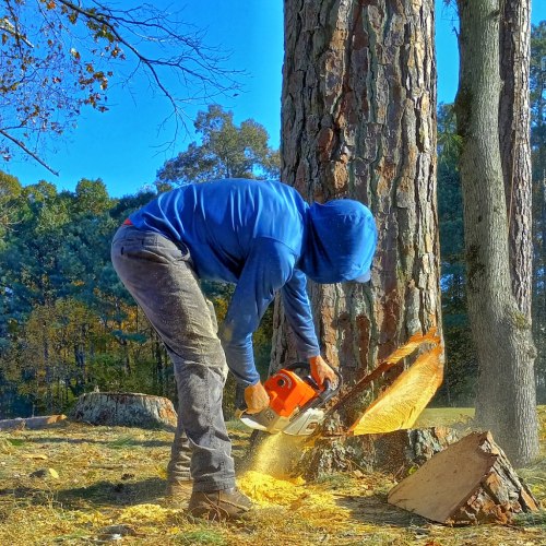  alt='These folks are efficient, professional, and friendly. They removed 10 trees, ran all the branches through a monster'