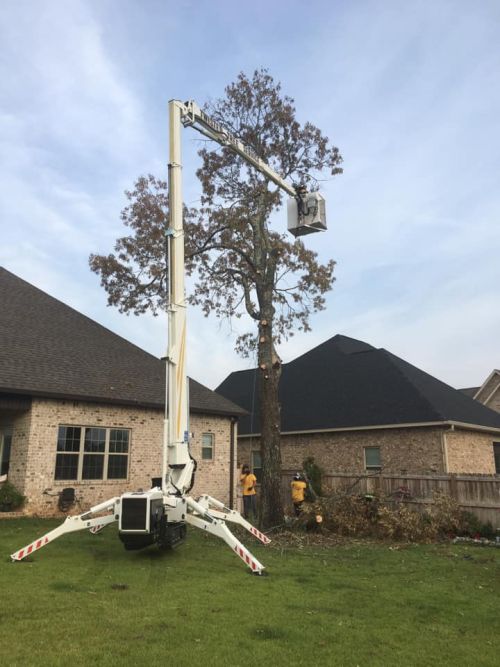  alt='They cut down several trees very close to my house. They worked extremely hard and not only cutting the trees down but'