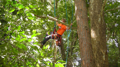  alt='Awesome job at a fair price. They spent the day cutting down trees, cutting them up, and then having them removed around'