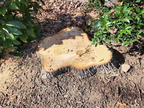  alt='This grand old tree stood by our house for 25 years. Last couple of those years, it’s been dropping limbs. Big ones'